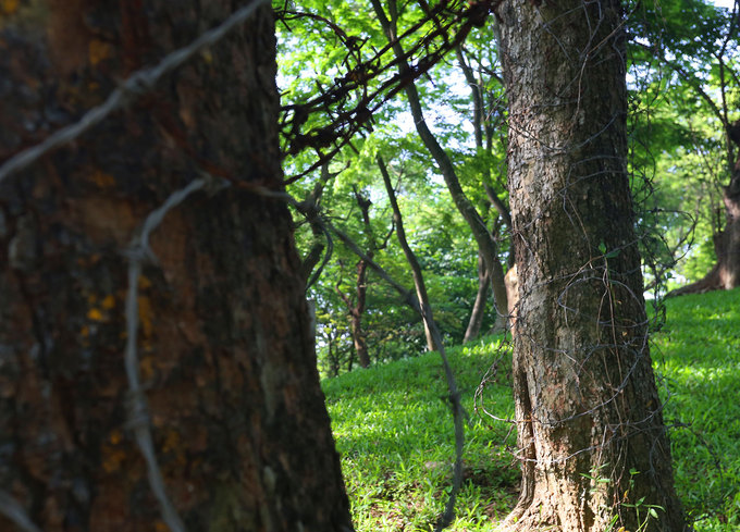 Hà Nội làm rào sắt, căng dây thép gai bảo vệ cây sưa đỏ